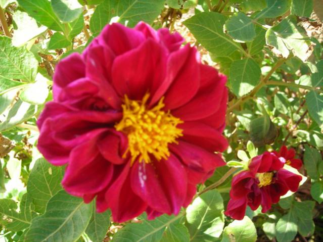 Name:  DSCN3377.jpg
Views: 545
Size:  53.3 KB