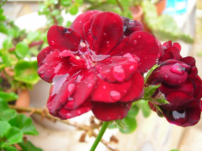 Name:  DSCN3424.jpg
Views: 562
Size:  43.9 KB