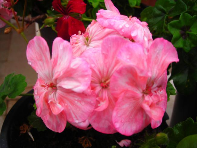 Name:  DSCN3426.jpg
Views: 554
Size:  38.2 KB