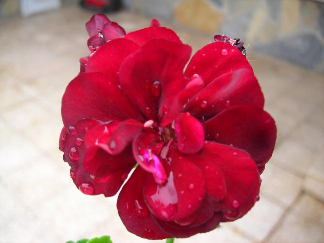 Name:  DSCN3428.jpg
Views: 548
Size:  28.9 KB
