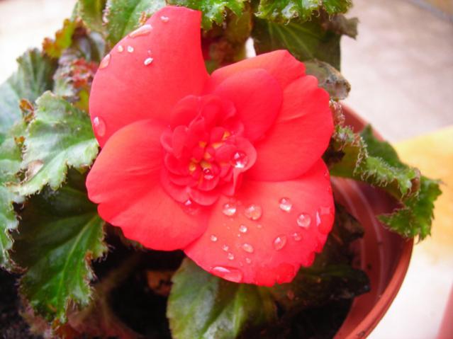 Name:  DSCN3435.jpg
Views: 534
Size:  37.3 KB