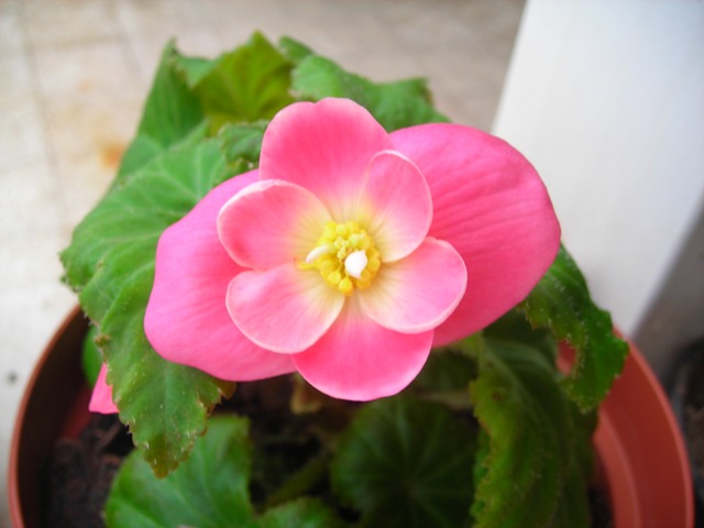 Name:  DSCN3436.JPG
Views: 533
Size:  53.9 KB