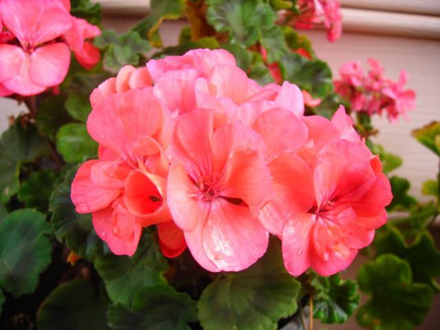Name:  DSCN3443.jpg
Views: 574
Size:  39.5 KB
