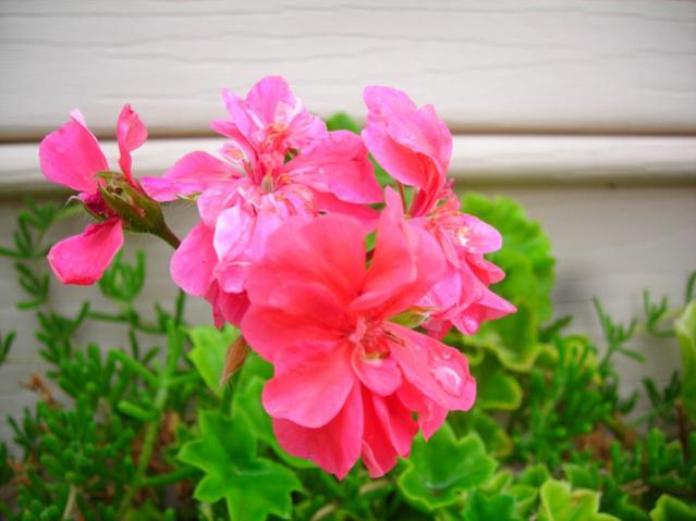Name:  DSCN3447.jpg
Views: 586
Size:  37.2 KB