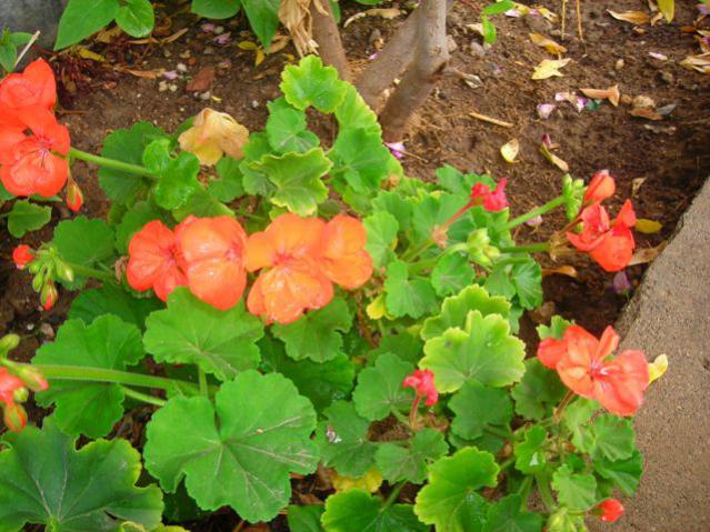 Name:  DSCN3445.jpg
Views: 564
Size:  63.7 KB