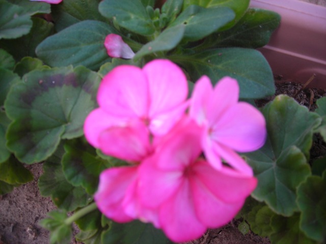 Name:  DSCN3393.JPG
Views: 542
Size:  60.7 KB