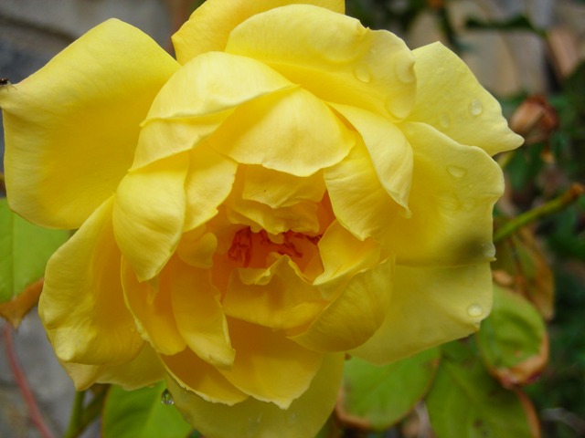 Name:  DSCN3454.JPG
Views: 541
Size:  59.5 KB