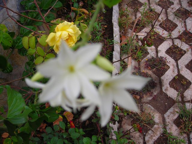 Name:  DSCN3459.JPG
Views: 830
Size:  69.7 KB