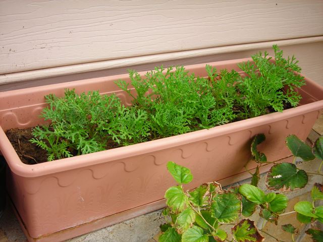 Name:  DSCN3458.JPG
Views: 557
Size:  63.0 KB