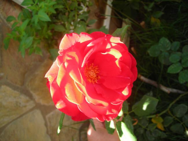 Name:  DSCN3525.jpg
Views: 549
Size:  35.4 KB