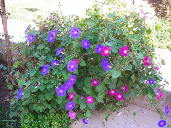 Name:  DSCN3530.jpg
Views: 541
Size:  71.4 KB