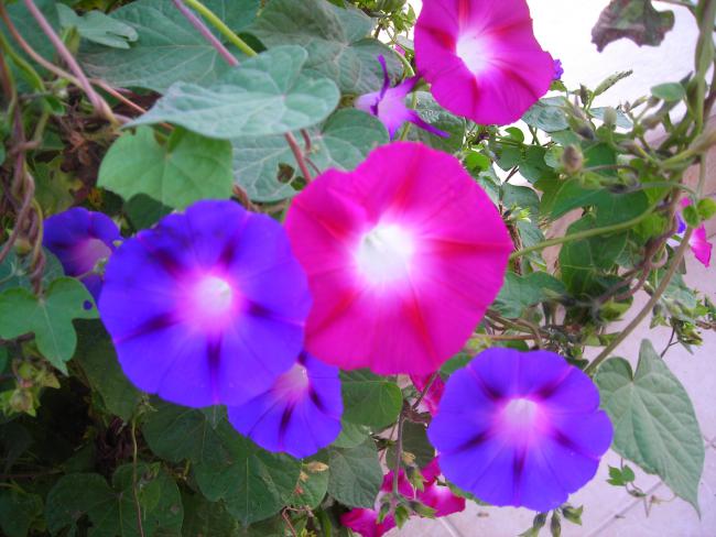 Name:  DSCN3533.jpg
Views: 523
Size:  50.5 KB