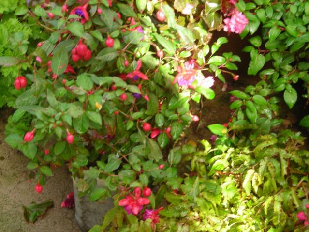 Name:  DSCN3586.jpg
Views: 560
Size:  64.5 KB