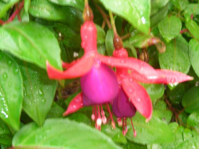 Name:  DSCN3588.jpg
Views: 552
Size:  37.0 KB