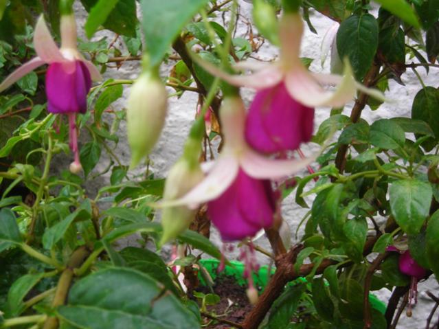 Name:  DSCN3591.jpg
Views: 528
Size:  52.4 KB