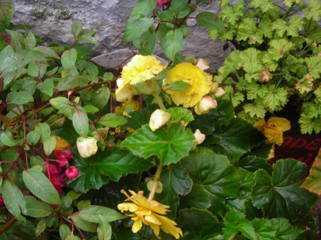 Name:  DSCN3592.jpg
Views: 524
Size:  58.8 KB
