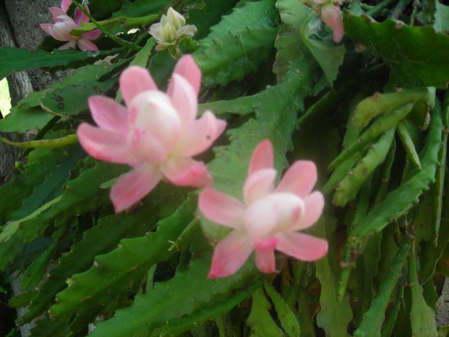 Name:  DSCN1814.jpg
Views: 525
Size:  41.1 KB
