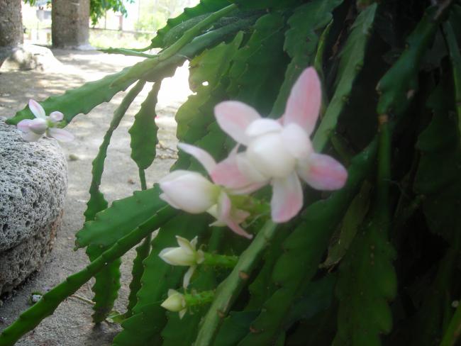 Name:  DSCN1815.jpg
Views: 544
Size:  40.7 KB