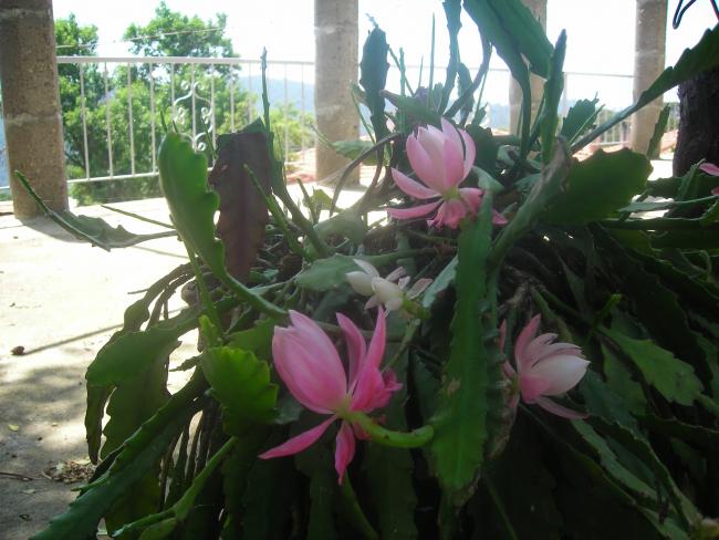 Name:  DSCN1816.jpg
Views: 535
Size:  49.9 KB