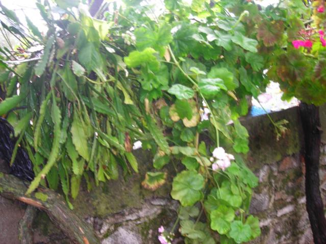 Name:  DSCN3566.jpg
Views: 532
Size:  57.6 KB