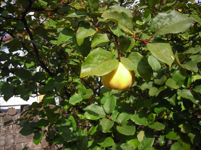 Name:  DSCN3573.jpg
Views: 515
Size:  65.3 KB