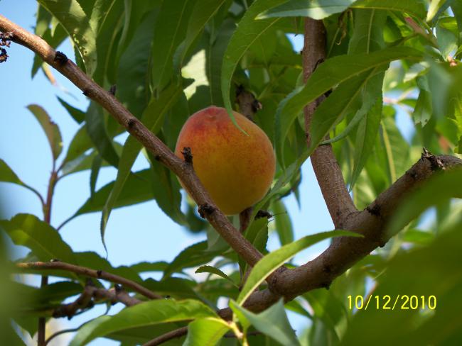 Name:  100_0118.jpg
Views: 472
Size:  46.3 KB