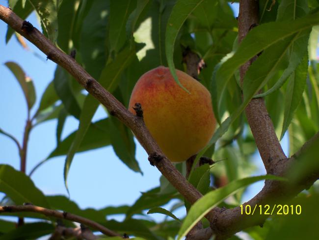 Name:  100_0120.jpg
Views: 439
Size:  39.0 KB