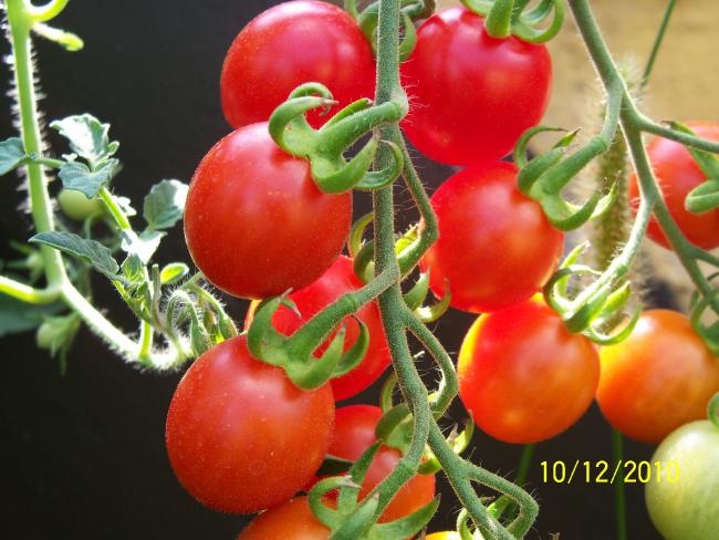 Name:  100_0153.jpg
Views: 457
Size:  53.0 KB