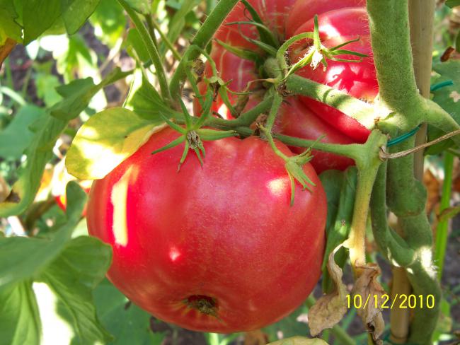 Name:  100_0143.jpg
Views: 438
Size:  52.7 KB