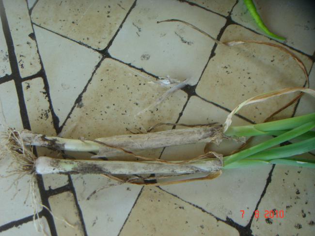 Name:  DSC02878.jpg
Views: 679
Size:  41.5 KB