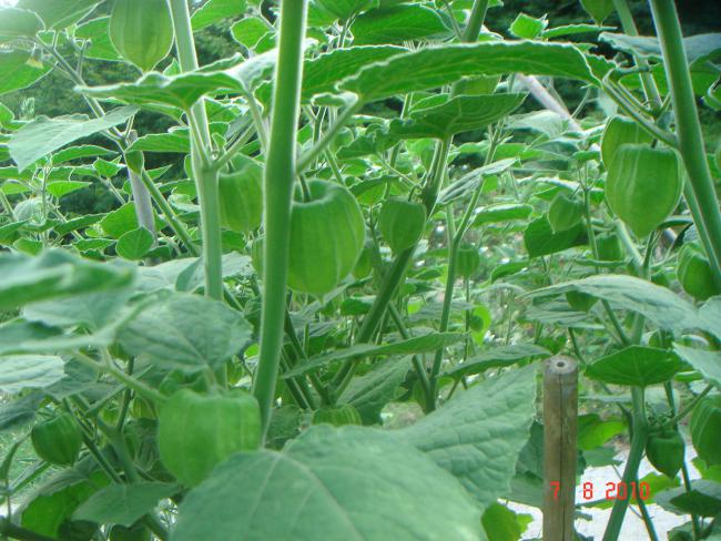 Name:  DSC02810.jpg
Views: 700
Size:  64.3 KB