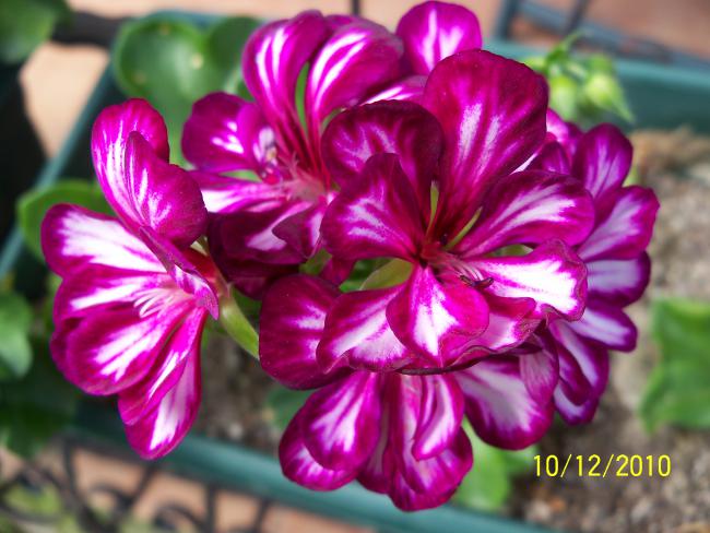 Name:  100_0098.jpg
Views: 653
Size:  51.2 KB