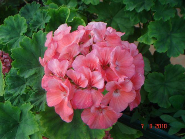 Name:  DSC02763.jpg
Views: 652
Size:  43.8 KB