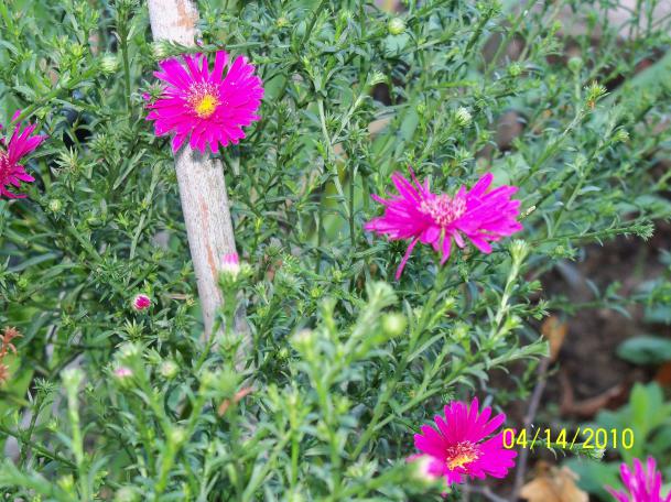Name:  YEN 043.jpg
Views: 753
Size:  72.2 KB