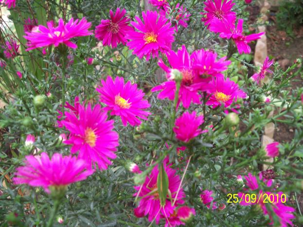 Name:  YEN 336.jpg
Views: 900
Size:  71.2 KB