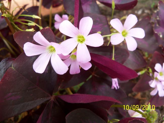 Name:  YEN 196.jpg
Views: 657
Size:  39.4 KB