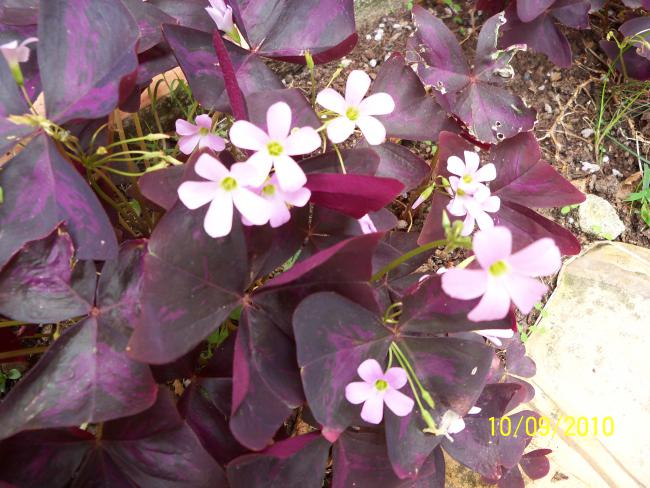 Name:  YEN 193.jpg
Views: 681
Size:  61.1 KB