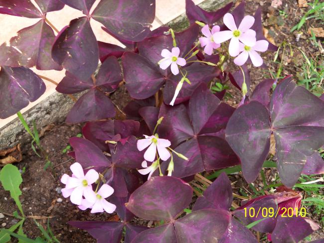Name:  YEN 197.jpg
Views: 642
Size:  66.1 KB