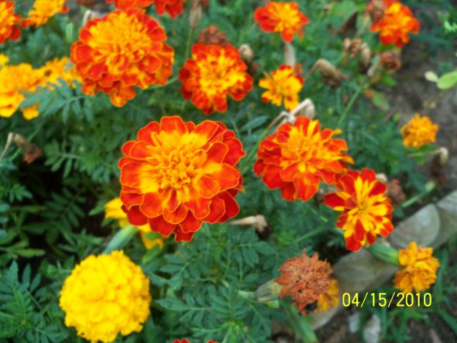 Name:  YEN 140.jpg
Views: 666
Size:  53.6 KB