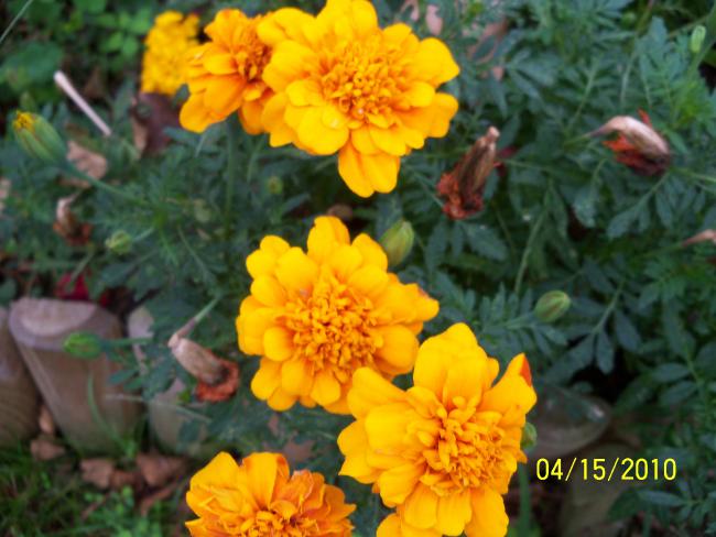 Name:  YEN 141.jpg
Views: 645
Size:  47.4 KB