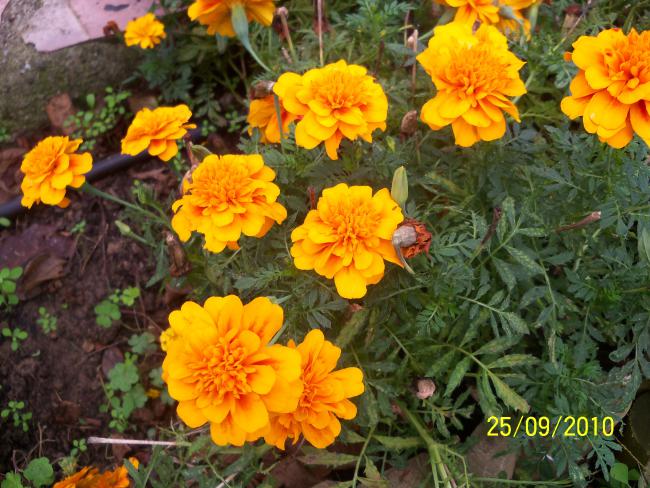 Name:  YEN 333.jpg
Views: 801
Size:  69.4 KB