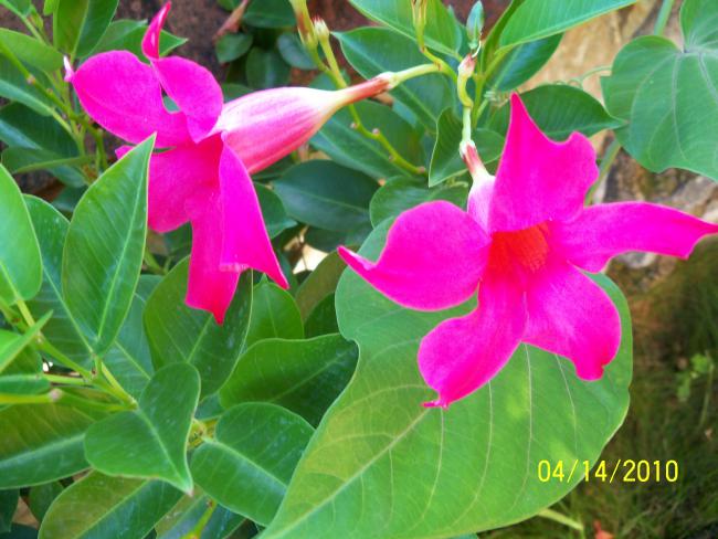 Name:  YEN 067.jpg
Views: 730
Size:  50.7 KB