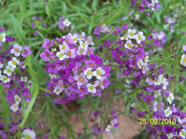 Name:  YEN 409.jpg
Views: 693
Size:  57.7 KB