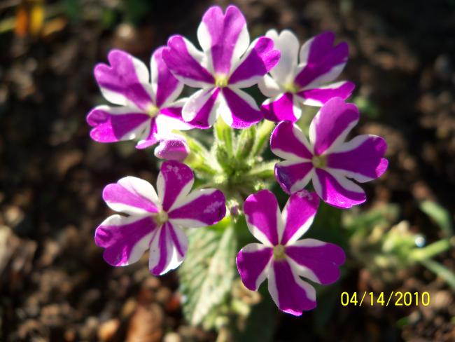Name:  YEN 099.jpg
Views: 696
Size:  44.5 KB
