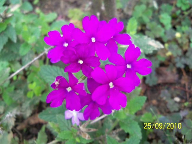 Name:  YEN 410.jpg
Views: 690
Size:  40.0 KB
