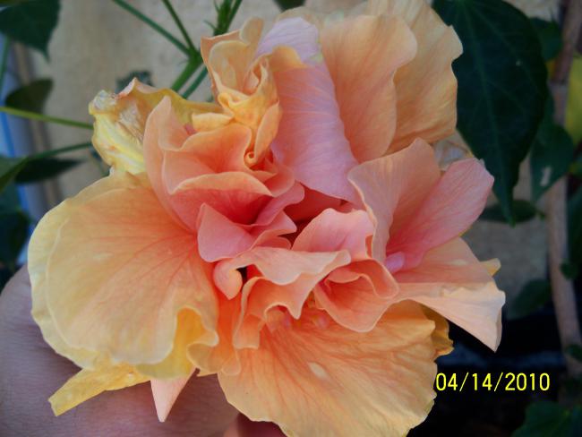 Name:  YEN 053.jpg
Views: 640
Size:  35.8 KB
