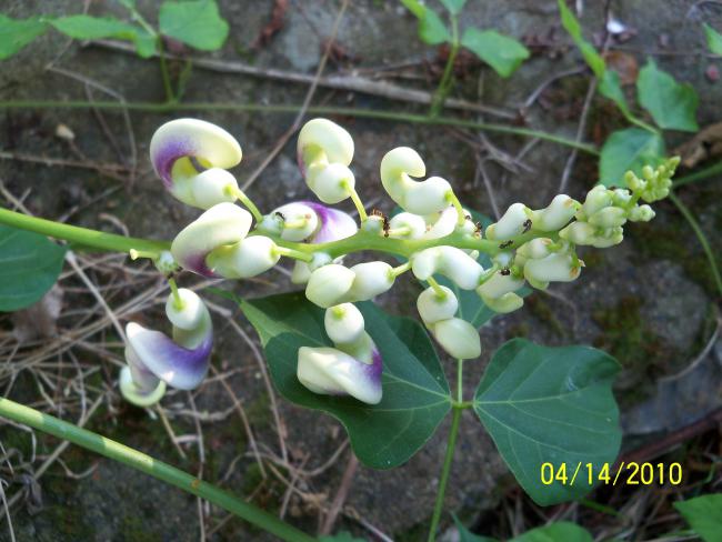 Name:  YEN 090.jpg
Views: 661
Size:  49.2 KB