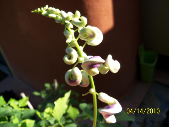 Name:  YEN 091.jpg
Views: 676
Size:  28.3 KB