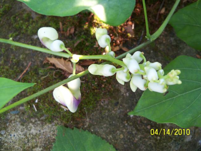 Name:  YEN 096.jpg
Views: 666
Size:  48.5 KB