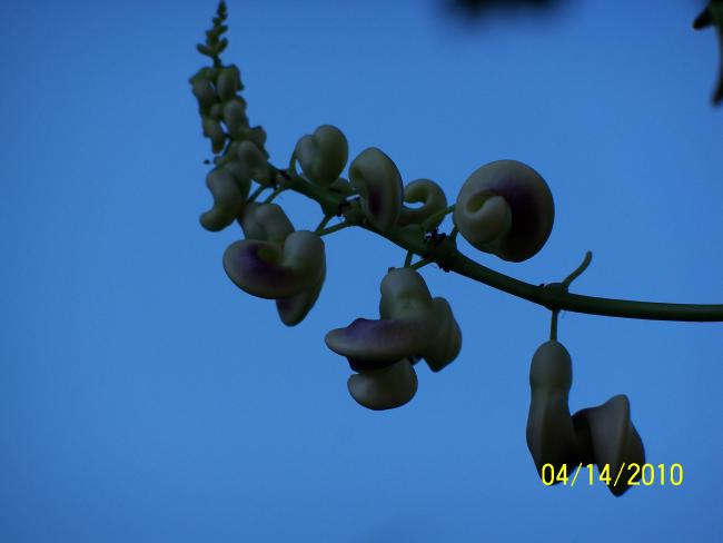 Name:  YEN 105.jpg
Views: 677
Size:  19.5 KB